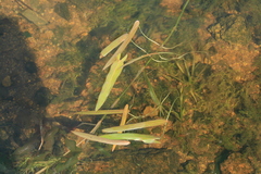 Sagittaria natans