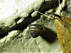 Euconulus