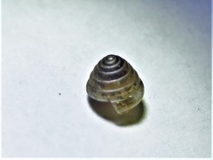 Euconulus