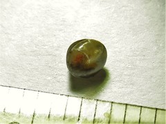 Euconulus