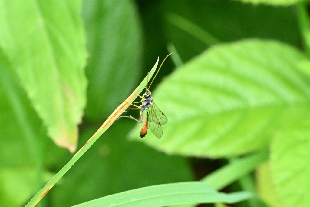 Tryphon trochanteratus