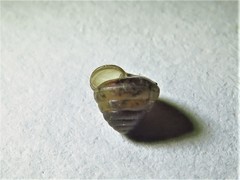 Euconulus