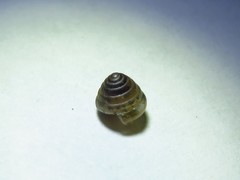 Euconulus