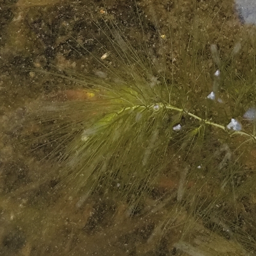 Soft hornwort (Ceratophyllum submersum)