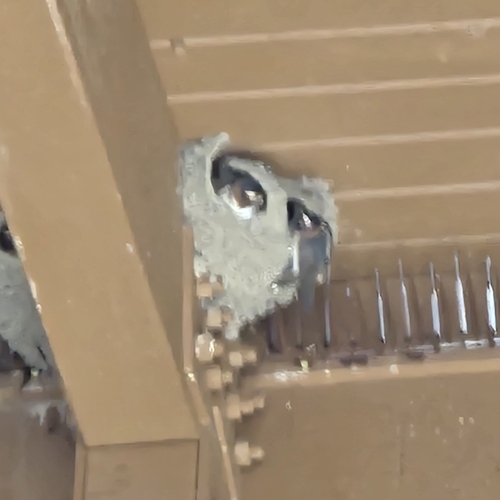 Cliff Swallow