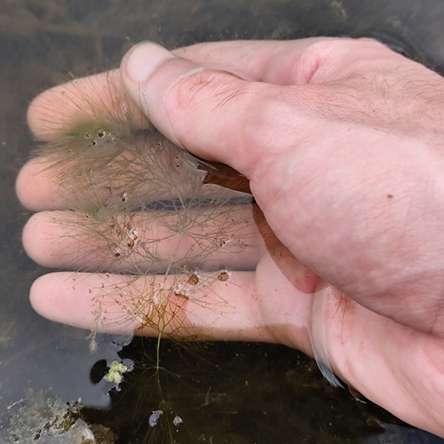 Ceratophyllum submersum, photograph 2