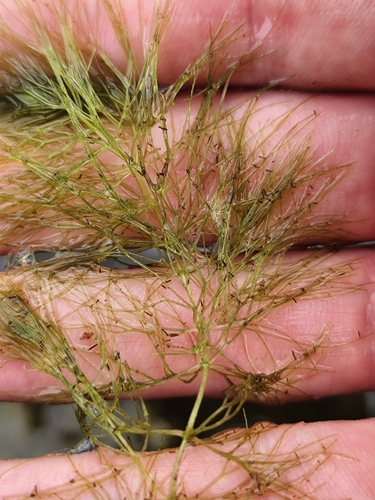 Ceratophyllum submersum, photograph 3