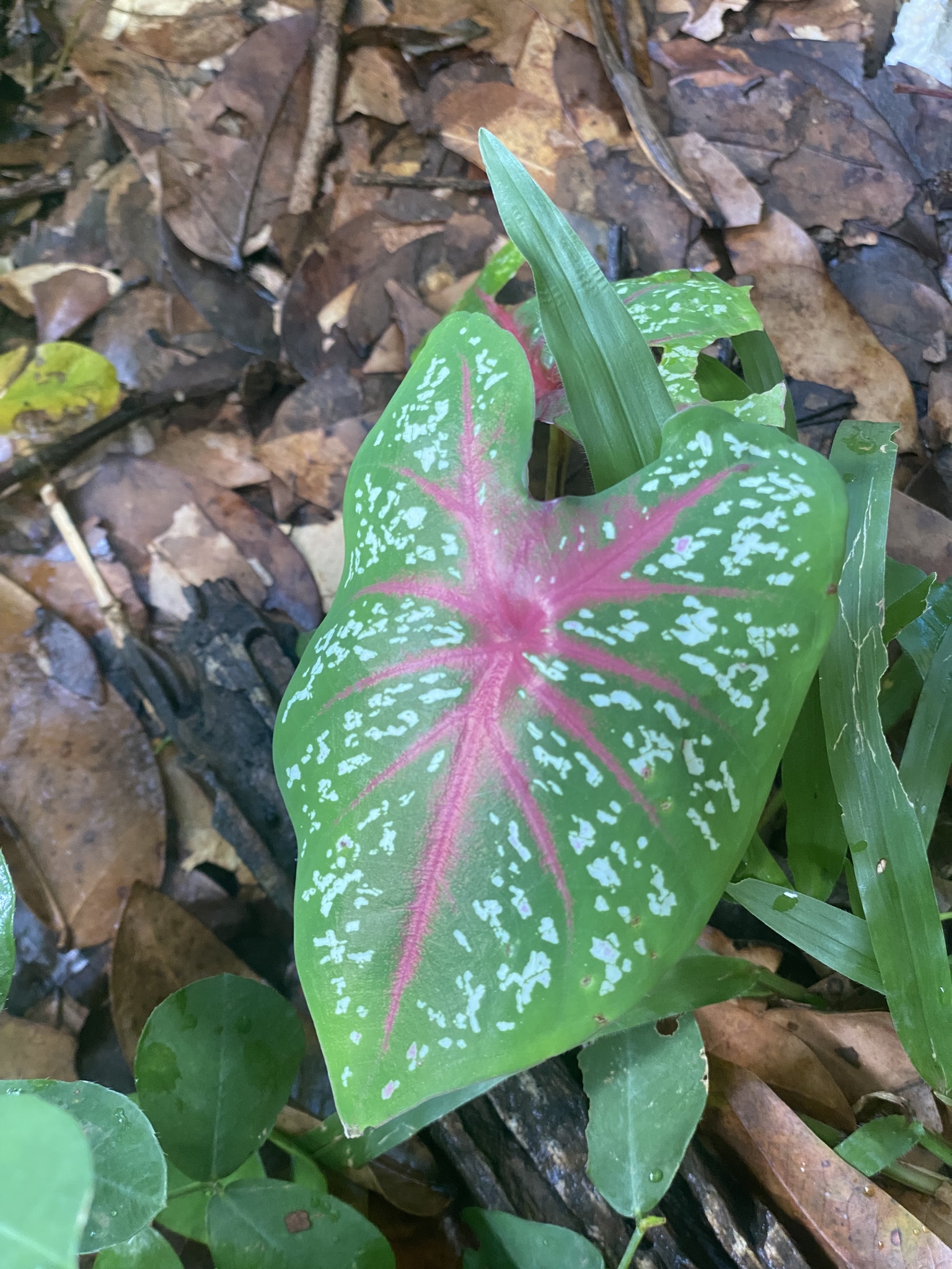 Caladium bicolor