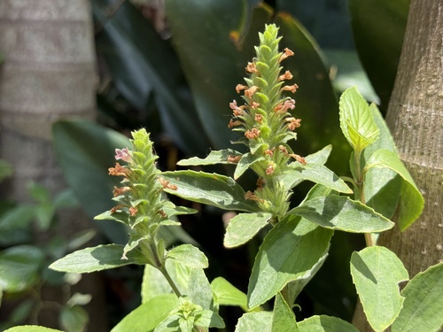 Strobilanthes brunelloides observed 2026-04-27