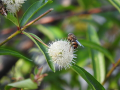 Copestylum macrocephalum