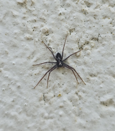 Common Beautiful Running Crab Spider