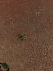 Gryllodes sigillatus