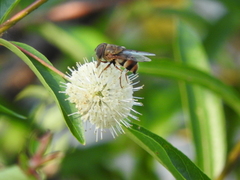 Copestylum macrocephalum