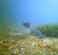 Pseudocaranx wrighti