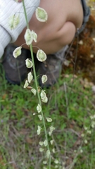 Thysanocarpus curvipes