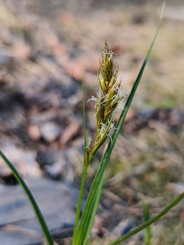 sand sedge