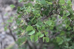 Bauhinia lunarioides
