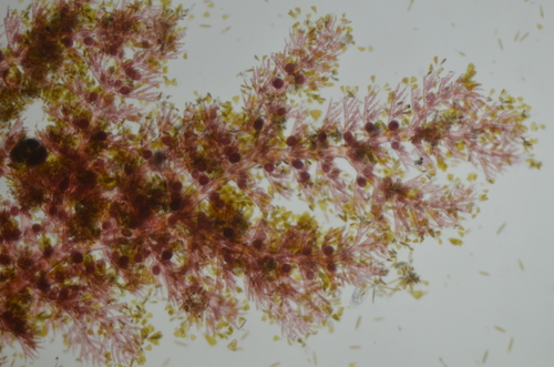 Pterothamnion pectinatum observed 2020-04-08