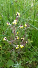 Triphysaria eriantha