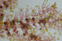 Pterothamnion pectinatum