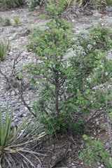 Bauhinia lunarioides