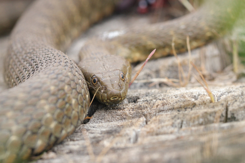 Tessellated Water Snake