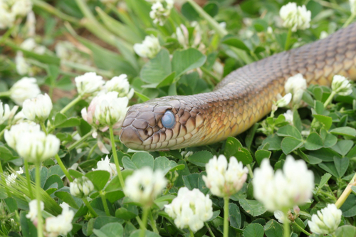 Caspian Whipsnake