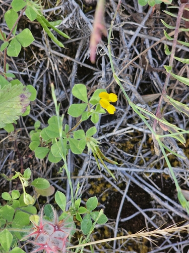 Lotus ornithopodioides, photograph 5