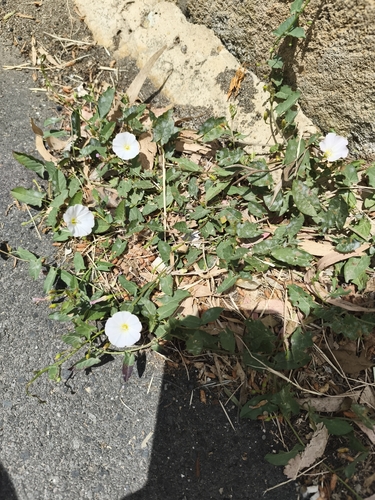 field bindweed