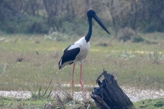 Ephippiorhynchus asiaticus