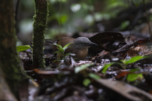 Ashy-headed Laughingthrush