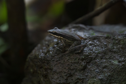 Sri Lankan Golden-backed frog