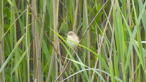 Marsh Warbler, Hattem, Nederland, photo 8 of 10