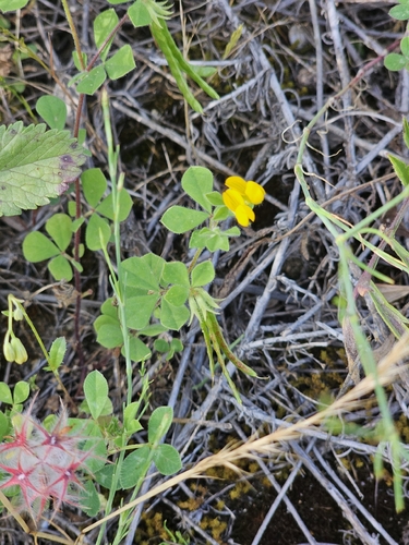 Lotus ornithopodioides, photograph 6