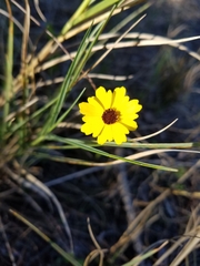 Coreopsis floridana