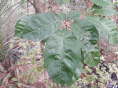 Vitex lucens