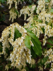 Pieris japonica
