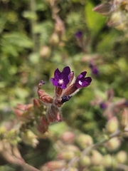 Anchusa hybrida, photograph author not stated, no rights reserved