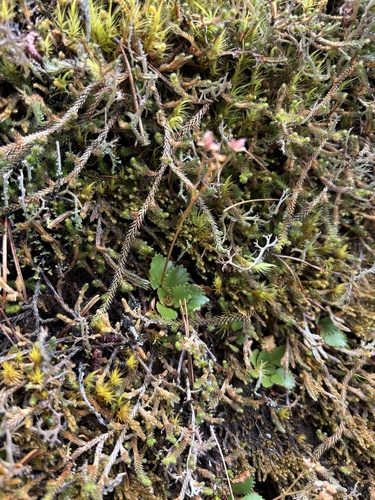 Micranthes rufidula, photograph 3