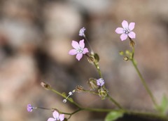 Gilia scopulorum