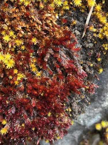 Imbribryum miniatum, 2026-05-16