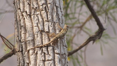 Sceloporus edwardtaylori