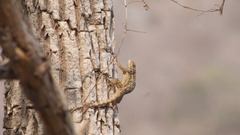 Sceloporus edwardtaylori