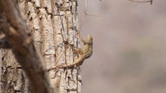 Sceloporus edwardtaylori