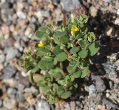 Acmispon maritimus brevivexillus