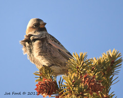 Leucosticte atrata