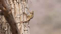 Sceloporus edwardtaylori