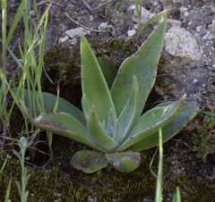 Dudleya saxosa