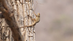 Sceloporus edwardtaylori