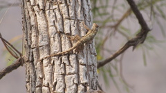 Sceloporus edwardtaylori